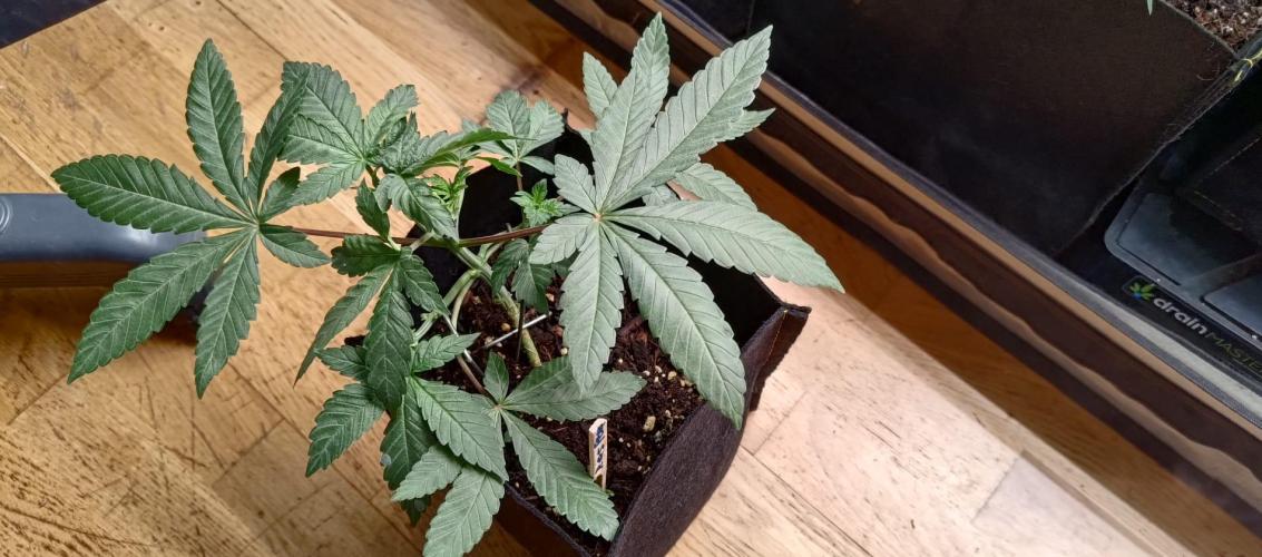 Original Gangster Queen. Week 5