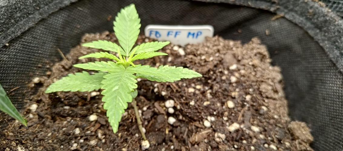Mix Pack FF. Week 2