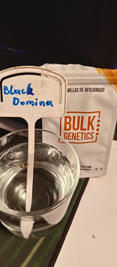 Black Domina. Week 0