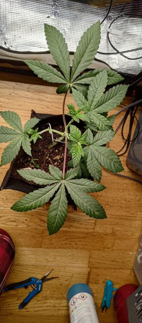 O.G. Kush. Week 5