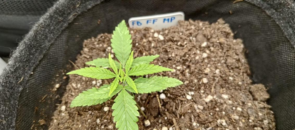 420 Fast Surprise Rocket. Week 2 - zwei Tage nach der Fütterung