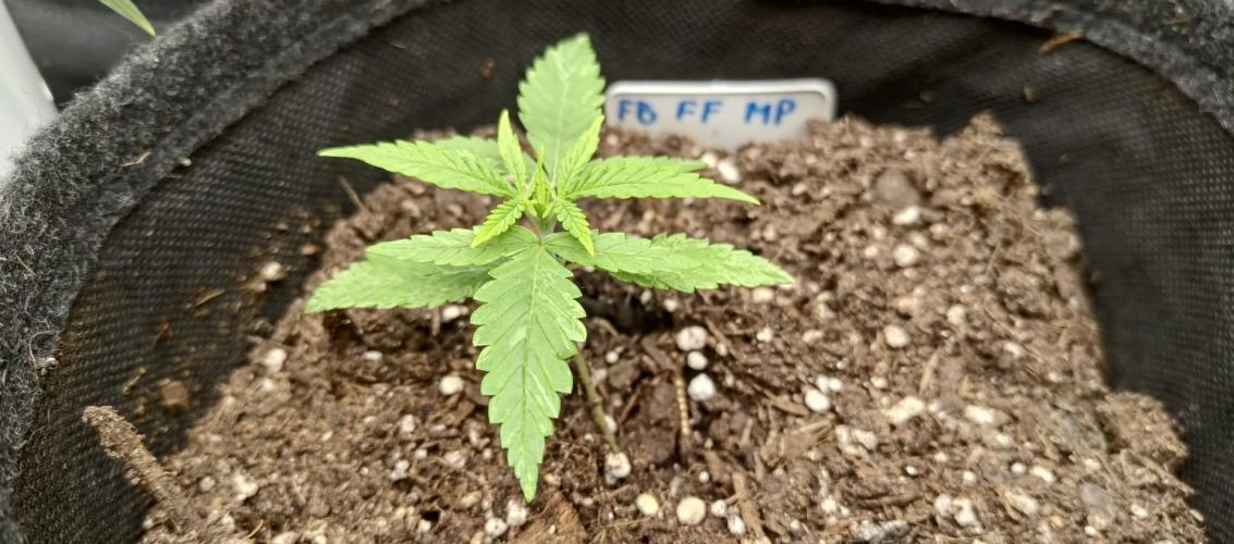 Mix Pack FF. Week 2