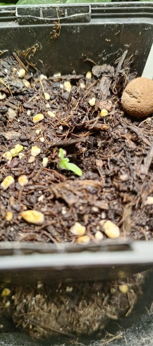 Black Domina. Week 1