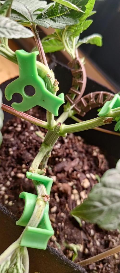 Original Gangster Queen. Week 6