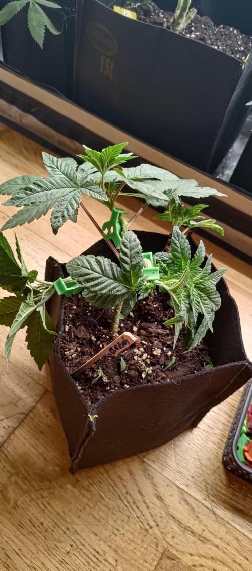 Original Gangster Queen. Week 6