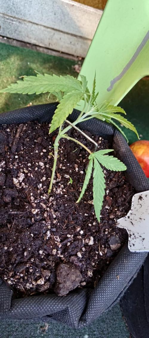 420 Fast Surprise Rocket. Week 4