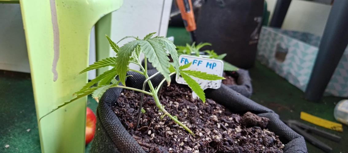 420 Fast Surprise Rocket. Week 4