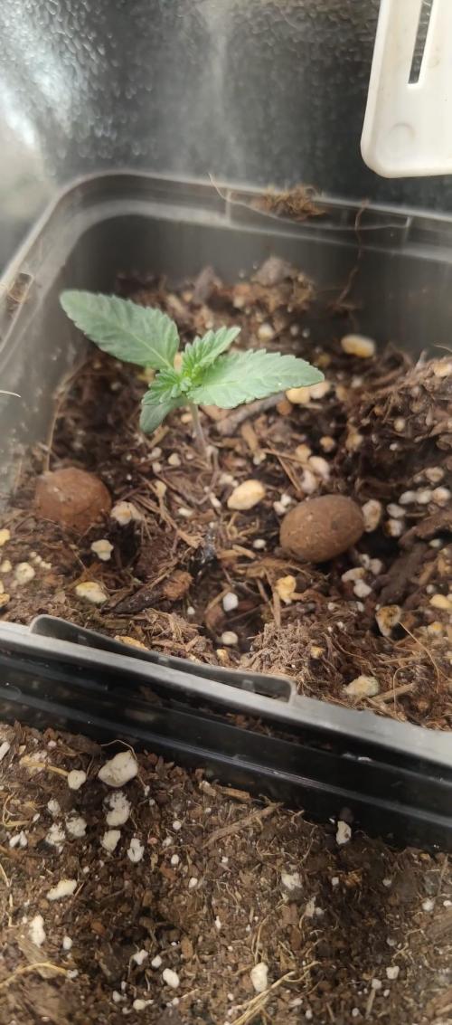 Hit me. Week 2