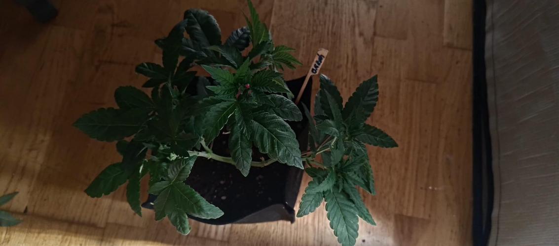 Original Gangster Queen. Week 6