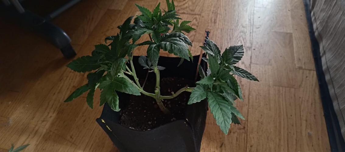 Original Gangster Queen. Week 6