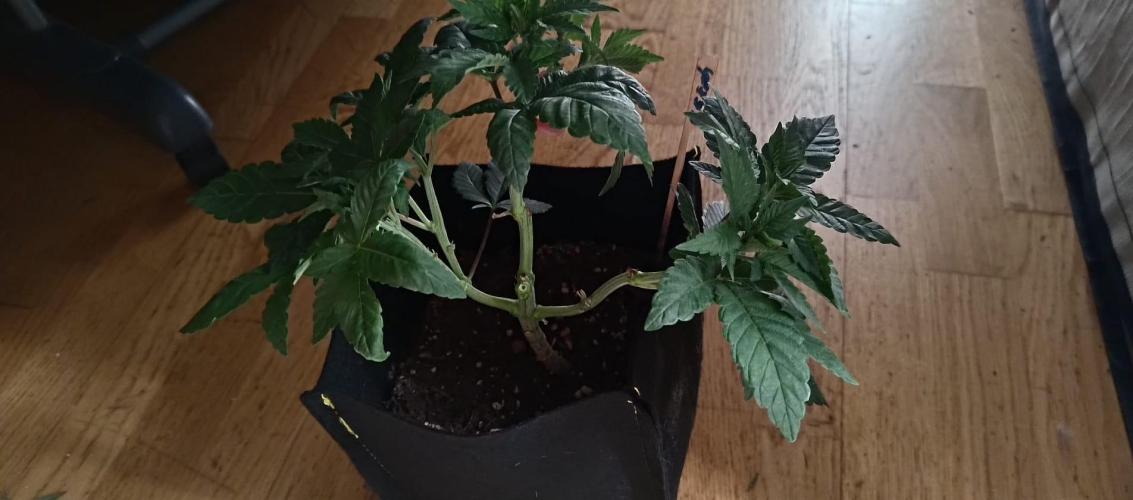 Original Gangster Queen. Week 6