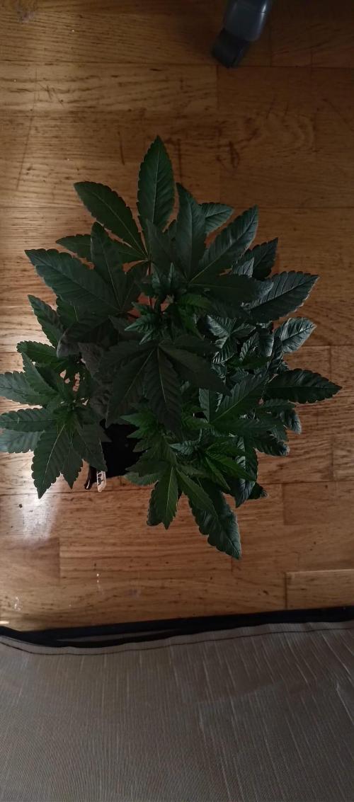 Original Gangster Queen. Week 6