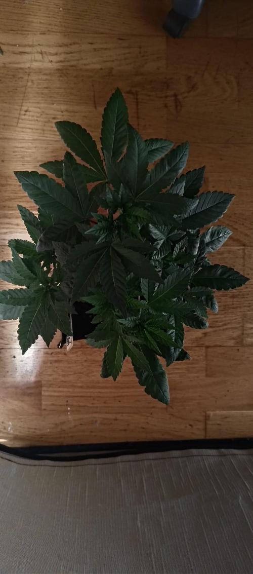 O.G. Kush. Week 6