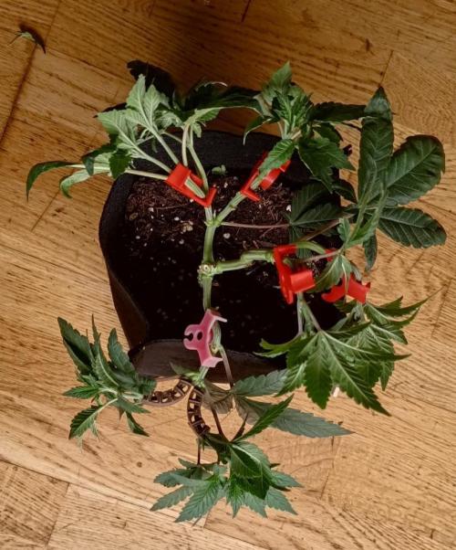 Original Gangster Queen. Week 7