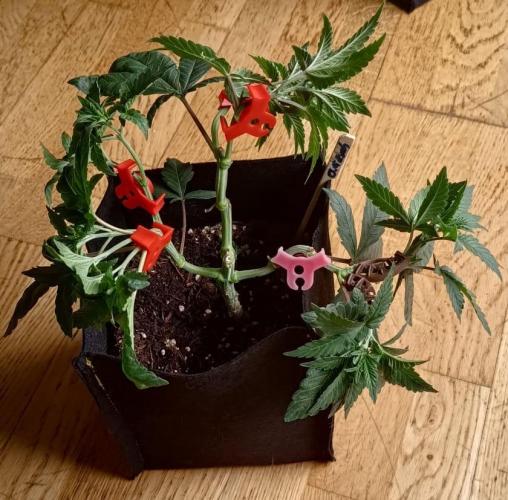 Original Gangster Queen. Week 7