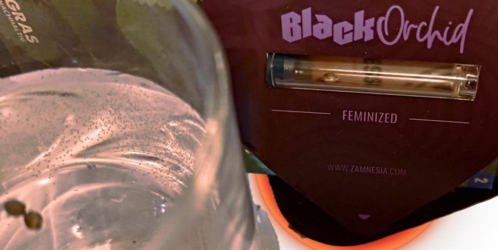 Black Orchid. Week 0