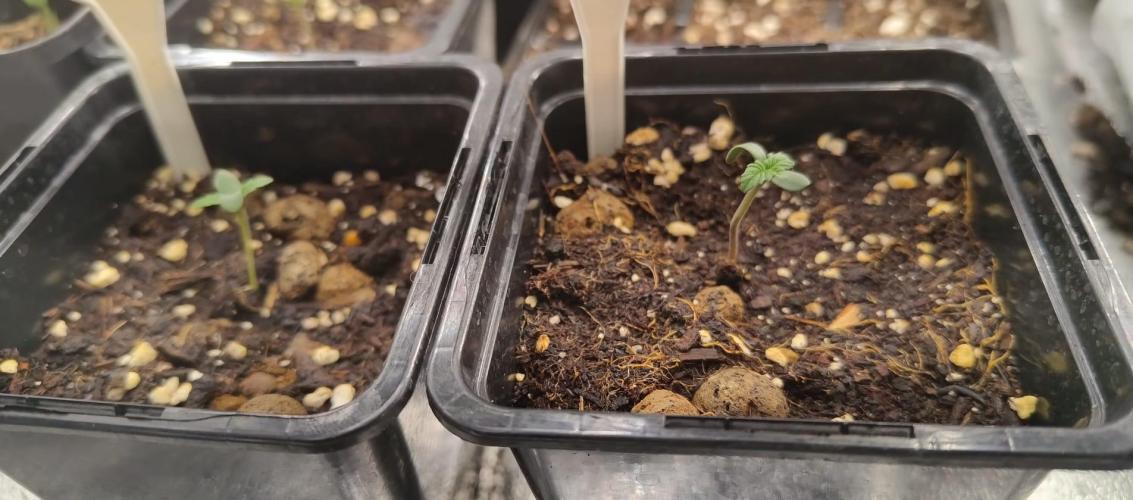 Black Orchid. Week 1