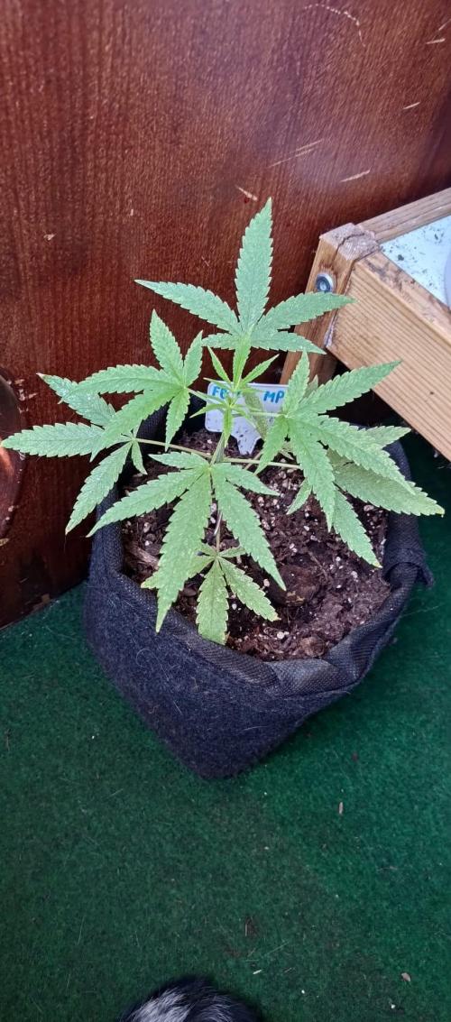 Mix Pack FF. Week 5