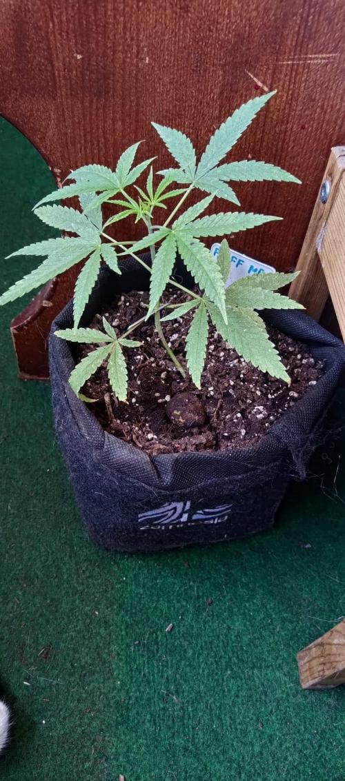 420 Fast Surprise Rocket. Week 5