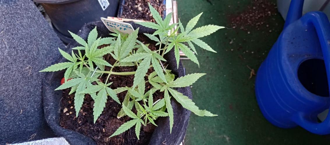 Speedy Chile. Week 5