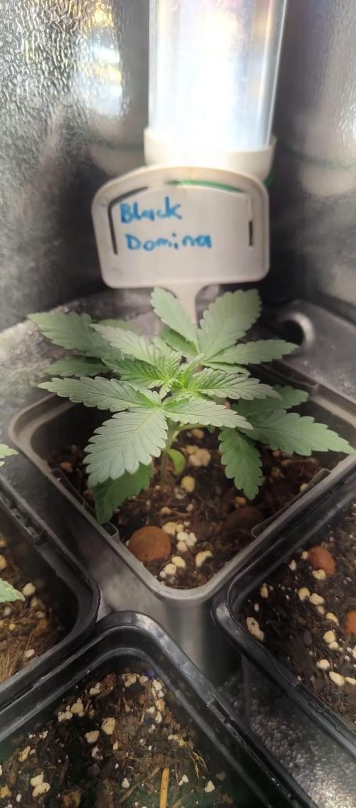 Hit me. Week 3