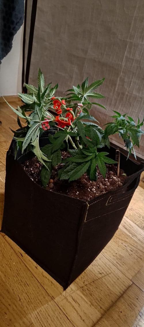 Original Gangster Queen. Week 8
