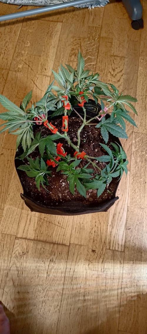 Original Gangster Queen. Week 8
