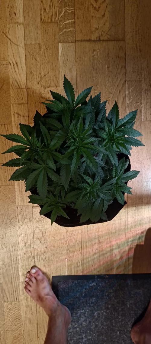 Original Gangster Queen. Week 8