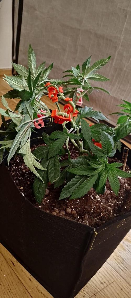 Original Gangster Queen. Week 8