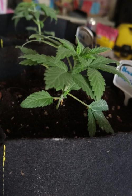 Hit me. Week 3