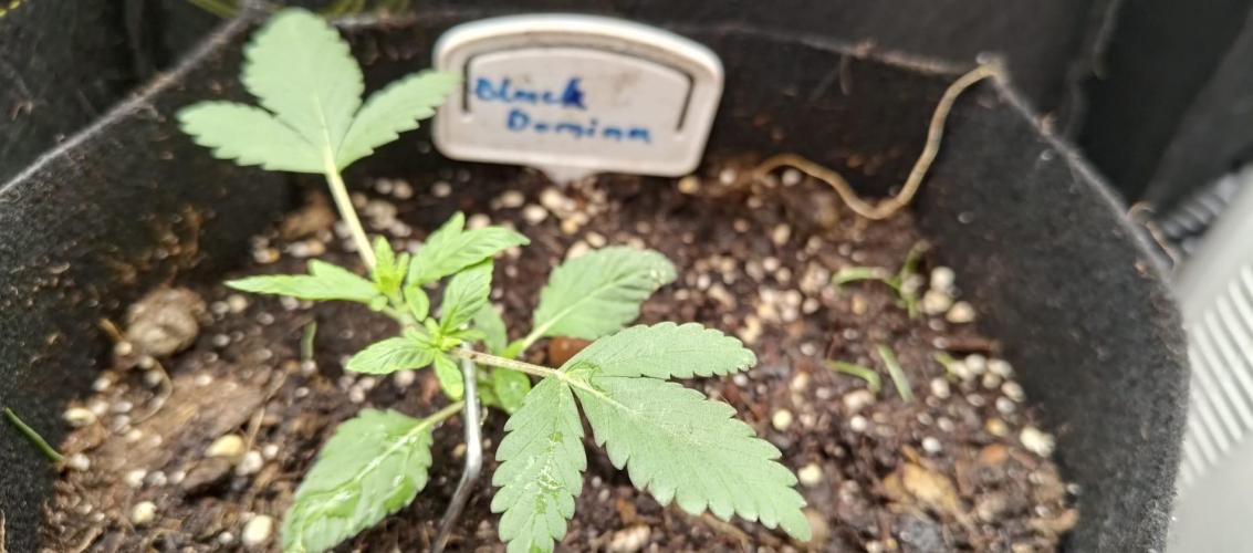 Hit me. Week 3