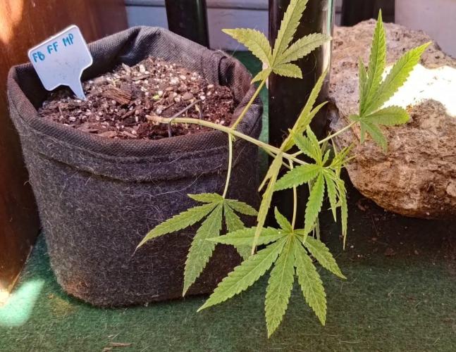 420 Fast Surprise Rocket. Week 6