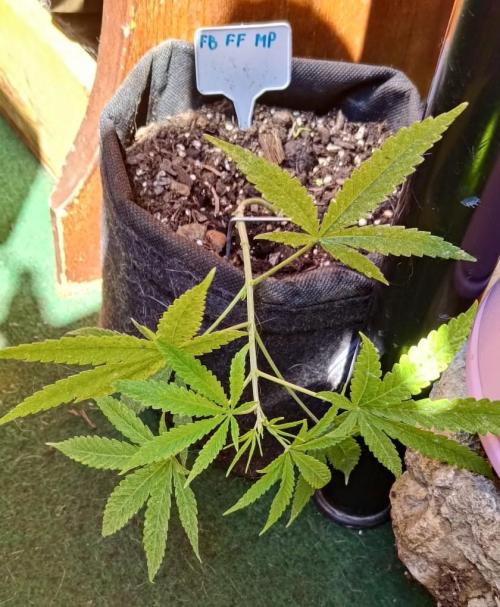420 Fast Surprise Rocket. Week 6