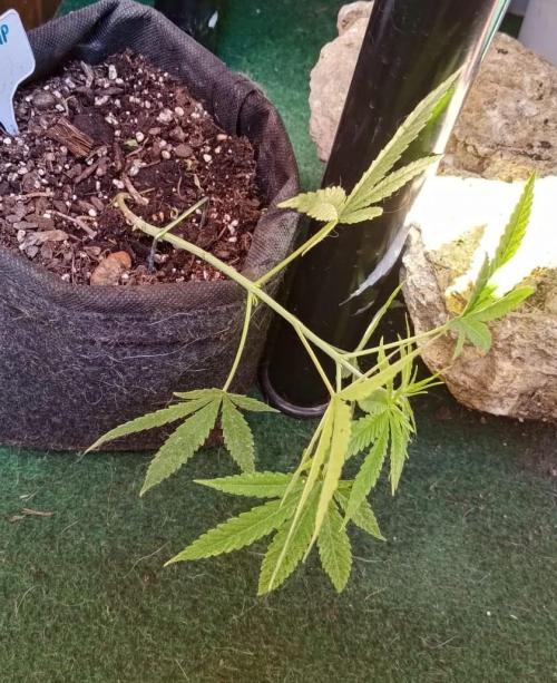 420 Fast Surprise Rocket. Week 6