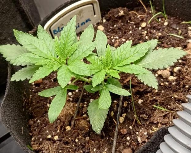 Hit me. Week 4