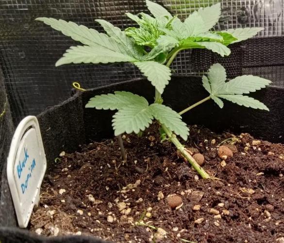 Black Domina. Week 4