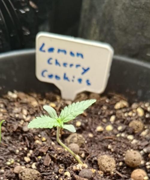 Lemon Cherry Cookies Auto. Week 1