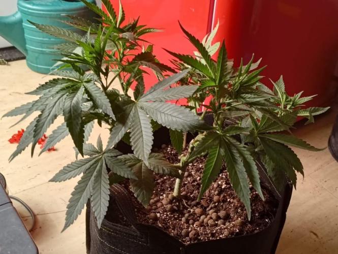 Original Gangster Queen. Week 9
