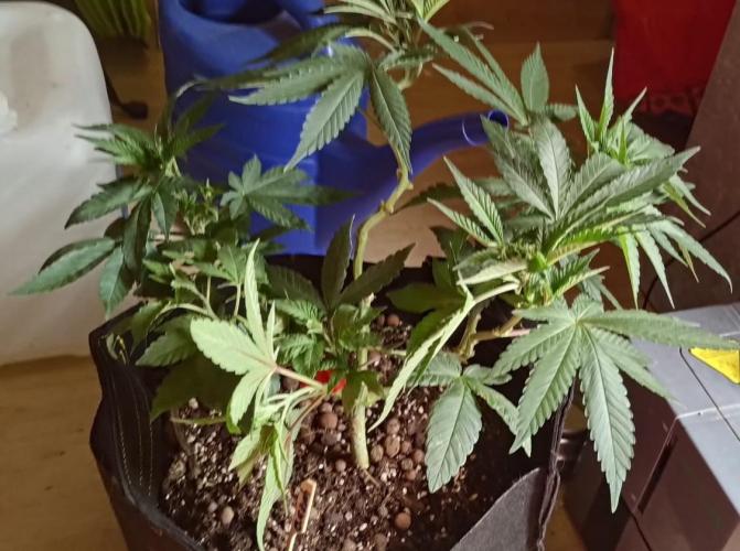 Original Gangster Queen. Week 9