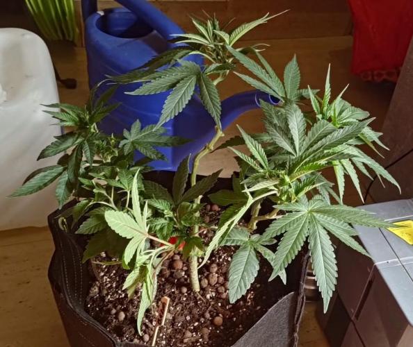 Original Gangster Queen. Week 9