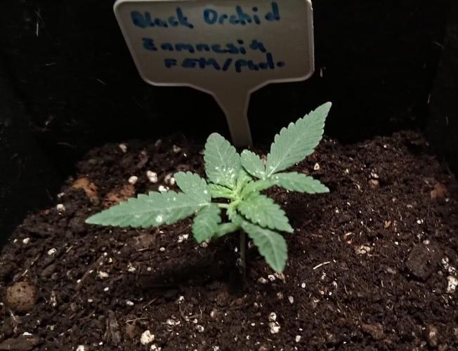 Stinking orchid. Week 3