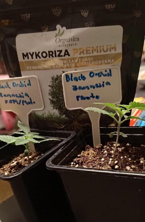 Stinking orchid. Week 3