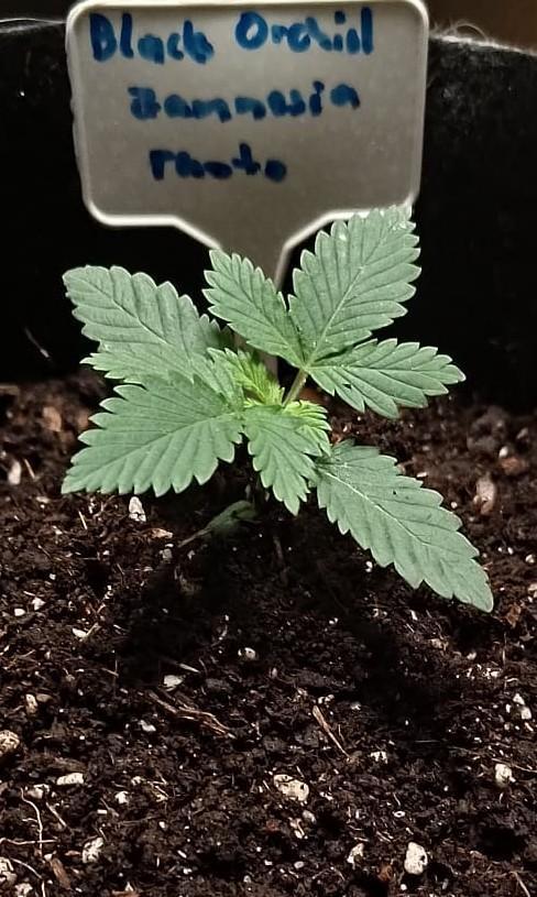 Black Orchid. Week 3