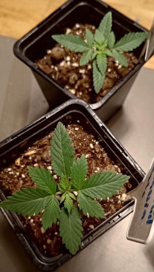 Stinking orchid. Week 3