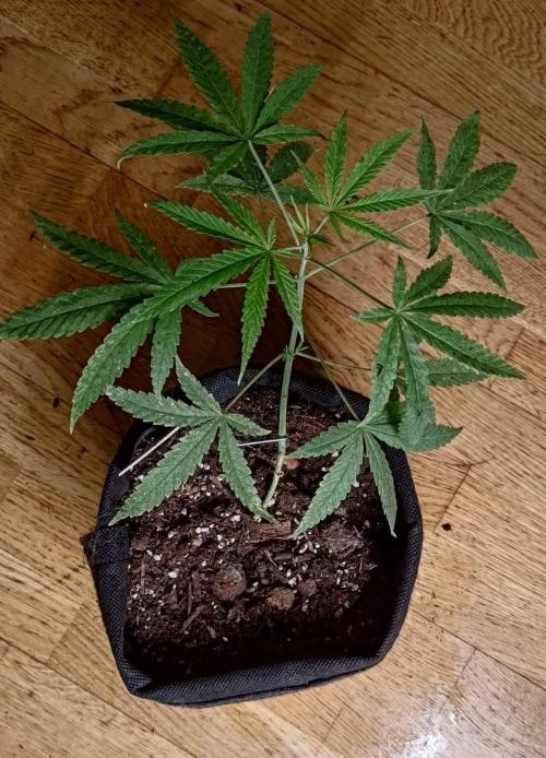 420 Fast Surprise Rocket. Week 7