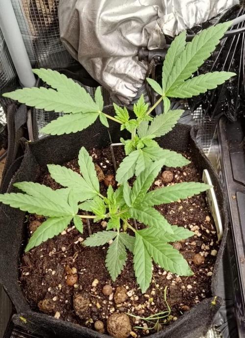 Hit me. Week 5