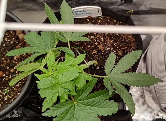Hit me. Week 5