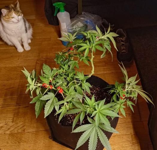 Original Gangster Queen. Week 10