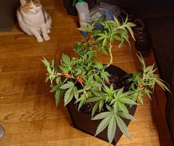 Original Gangster Queen. Week 10