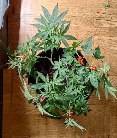 Original Gangster Queen. Week 10